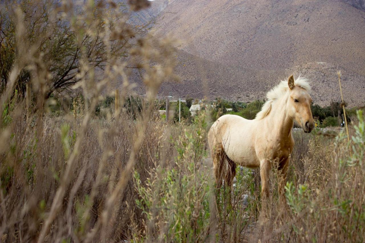 Astro Camping Elqui Experience Vicuna Luaran gambar